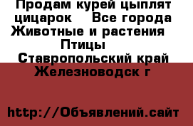 Продам курей цыплят,цицарок. - Все города Животные и растения » Птицы   . Ставропольский край,Железноводск г.